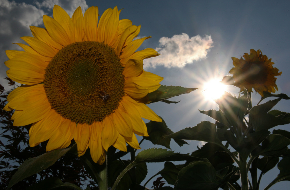 Sonne+Sonnenblume