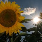 Sonne+Sonnenblume