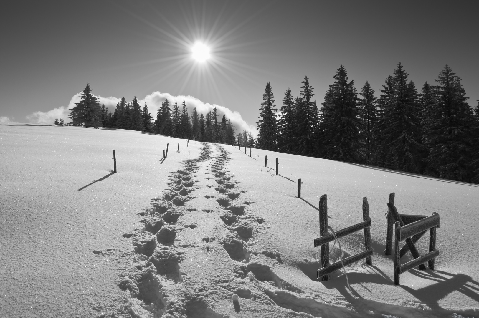 Sonne,Winterbäume,Schneeschuhspuren,so ist Winter