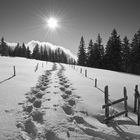 Sonne,Winterbäume,Schneeschuhspuren,so ist Winter