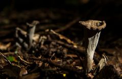 Sonnez trompettes, jouez "aux bois"