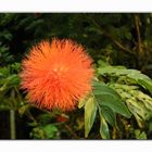 * sonnig ... *  (Calliandra haemathocephala)