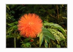 * sonnig ... *  (Calliandra haemathocephala)