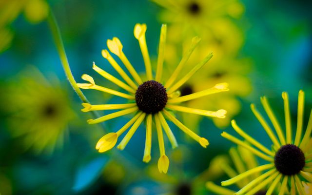 Sonnig, gelbes Mittwochsblümchen