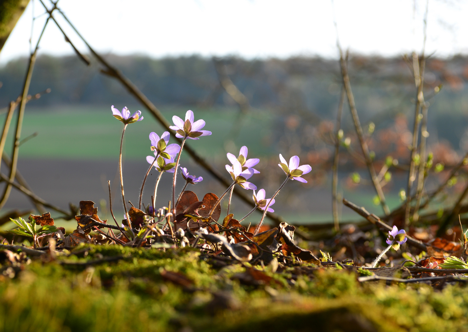 Sonnig mit Aussicht auf Frühling....