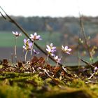 Sonnig mit Aussicht auf Frühling....