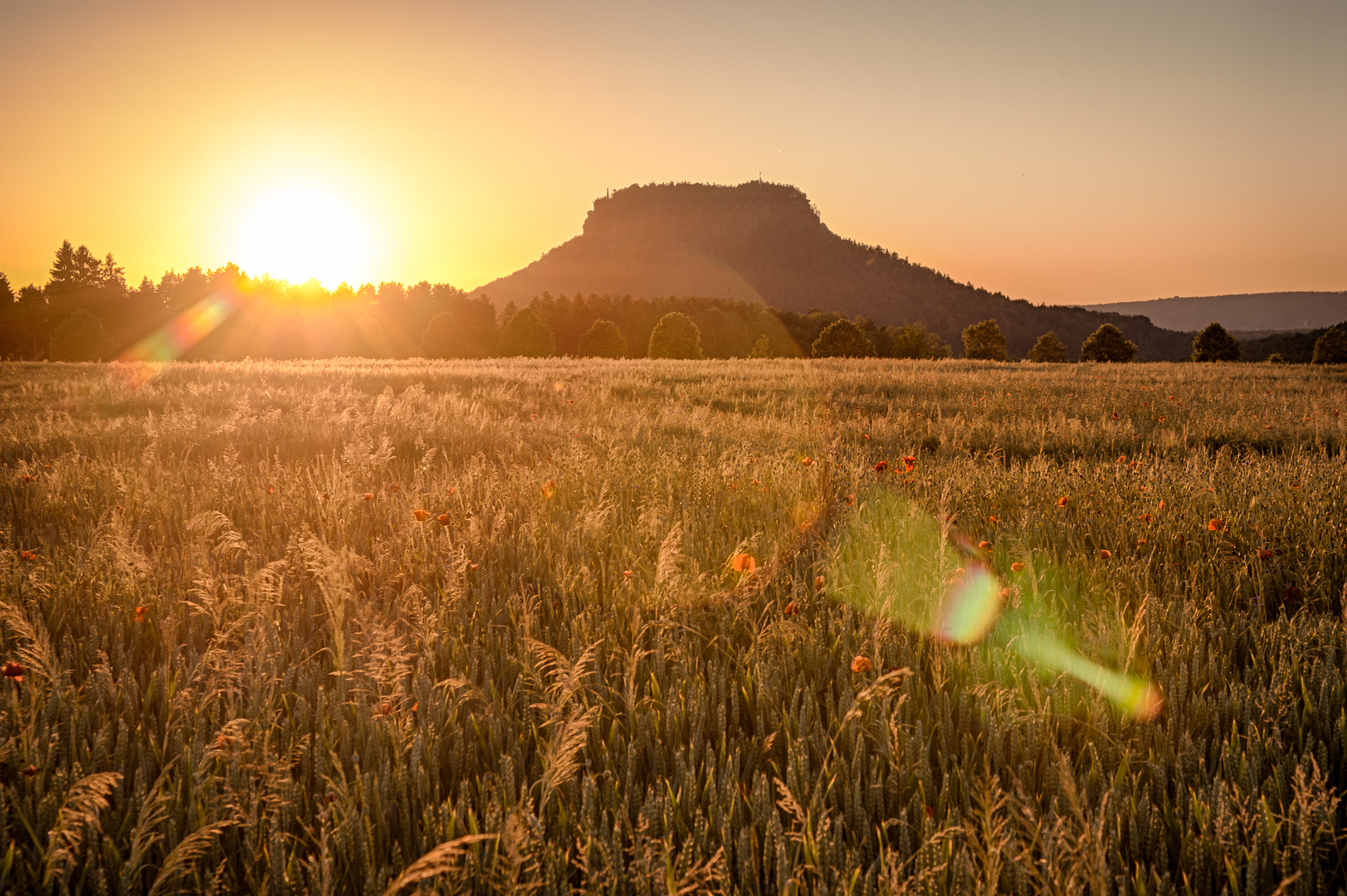 Sonnig mit Aussicht auf Mohnblumen