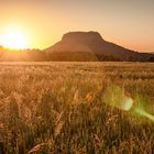 Sonnig mit Aussicht auf Mohnblumen