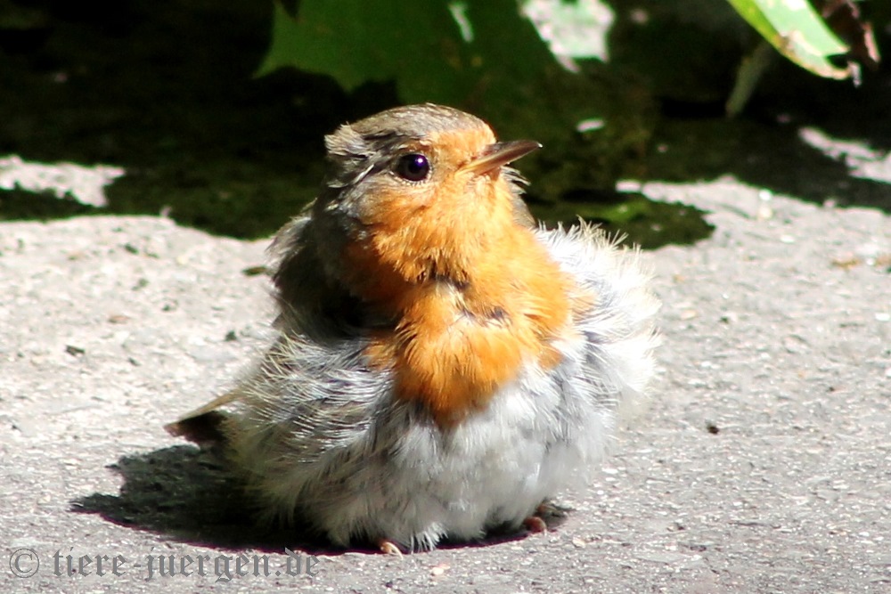 Sonnig - Rotkehlchen