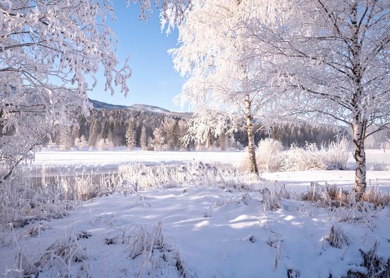sonnige Ausblicke ins Jahr 2021