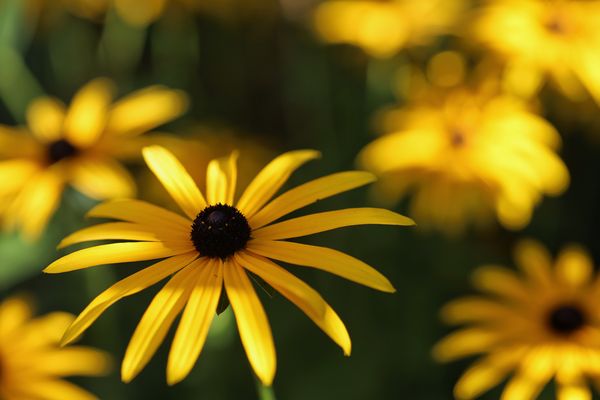 Sonnige Ausstrahlung