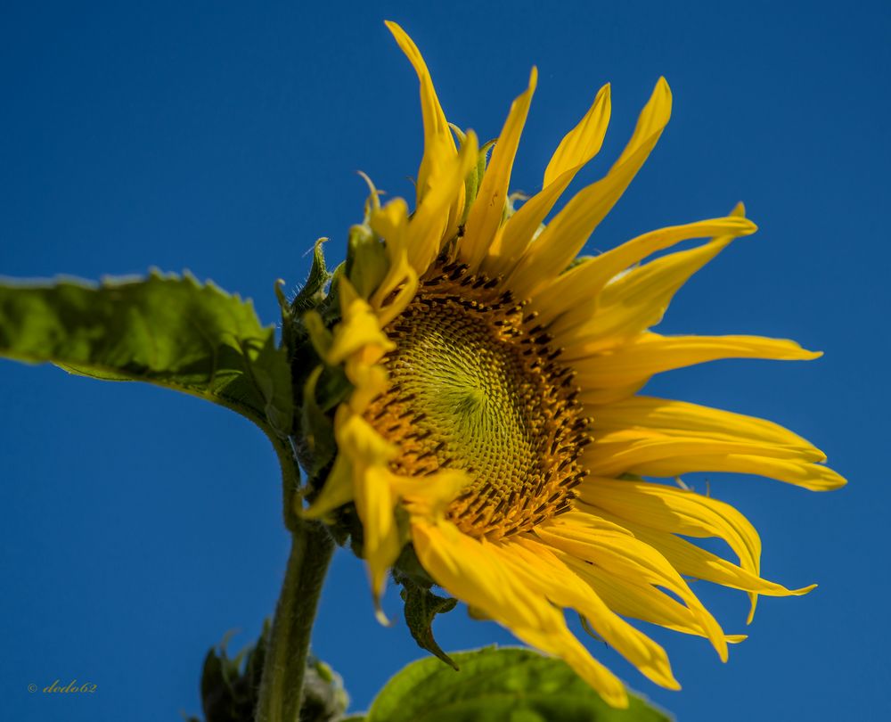 Sonnige Blüte