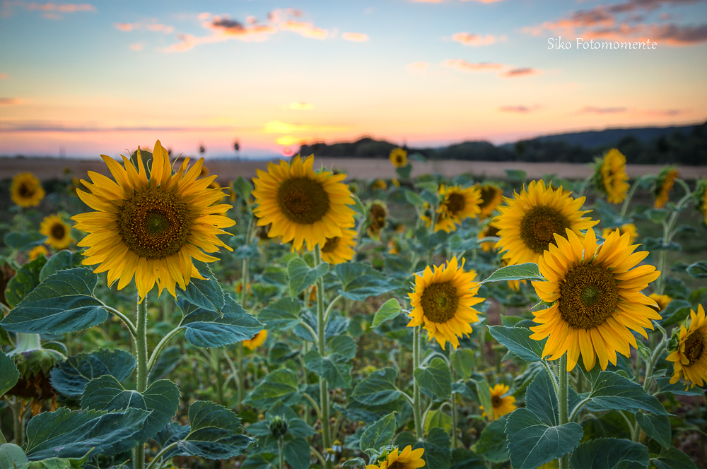 sonnige Blumengrüße Foto & Bild | pflanzen, pilze & flechten, blüten