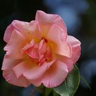 Sonnige Blumengrüße aus Neuseeland - diese schöne Rose blühte vor dem Kauri-Museum