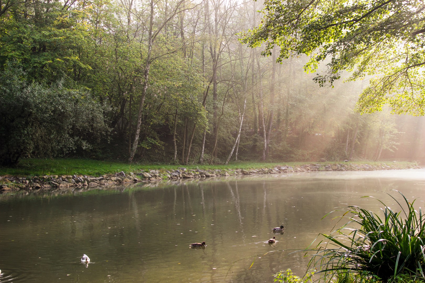 Sonnige Enten