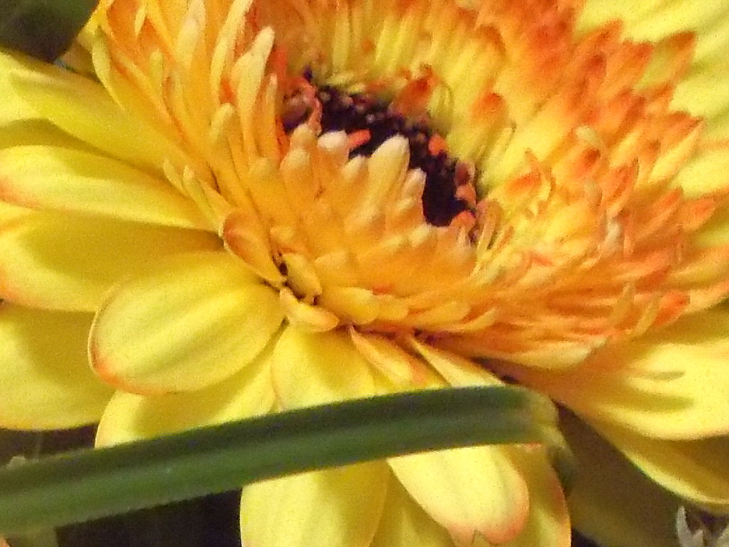 sONNIGE GERBERA