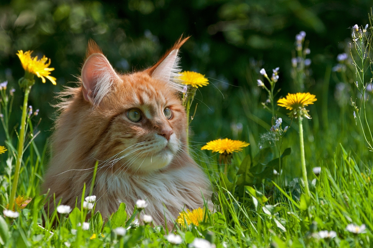 Kostenlos bilder sonnige grüße ᐅ Sonntag