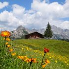 Sonnige Grüße von der Alm