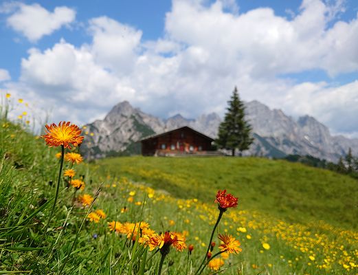 Sonnige Grüße von der Litzlam