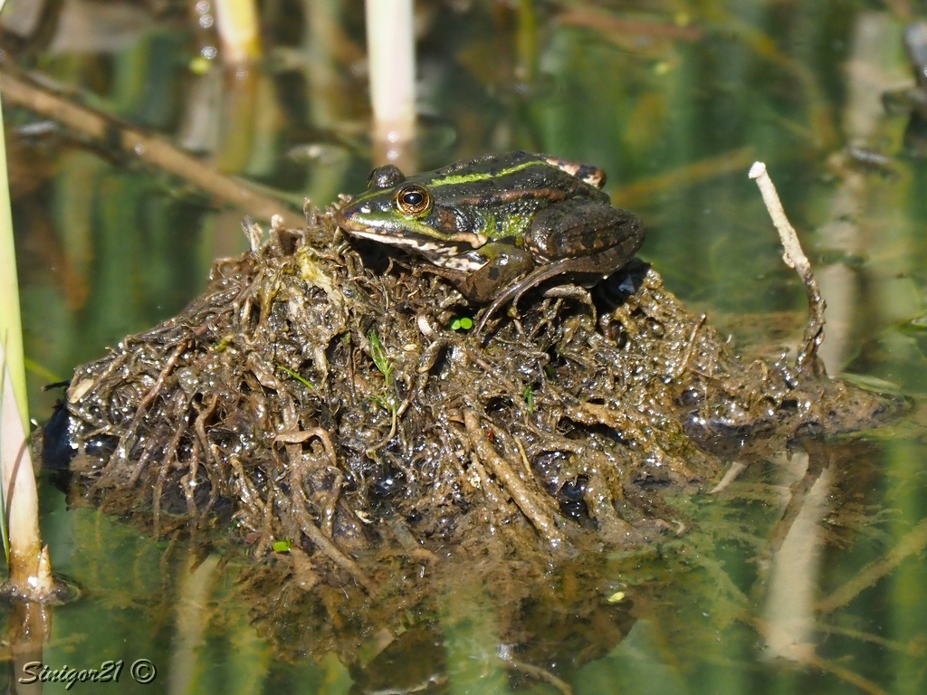 Sonnige Insel