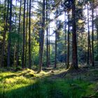 Sonnige Lichtung im Nadelwald