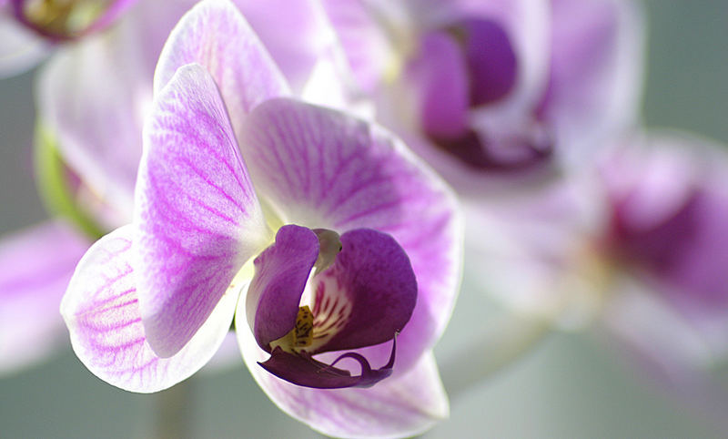 Sonnige Orchidee