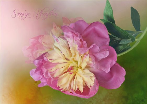 Sonnige Pfingsten...