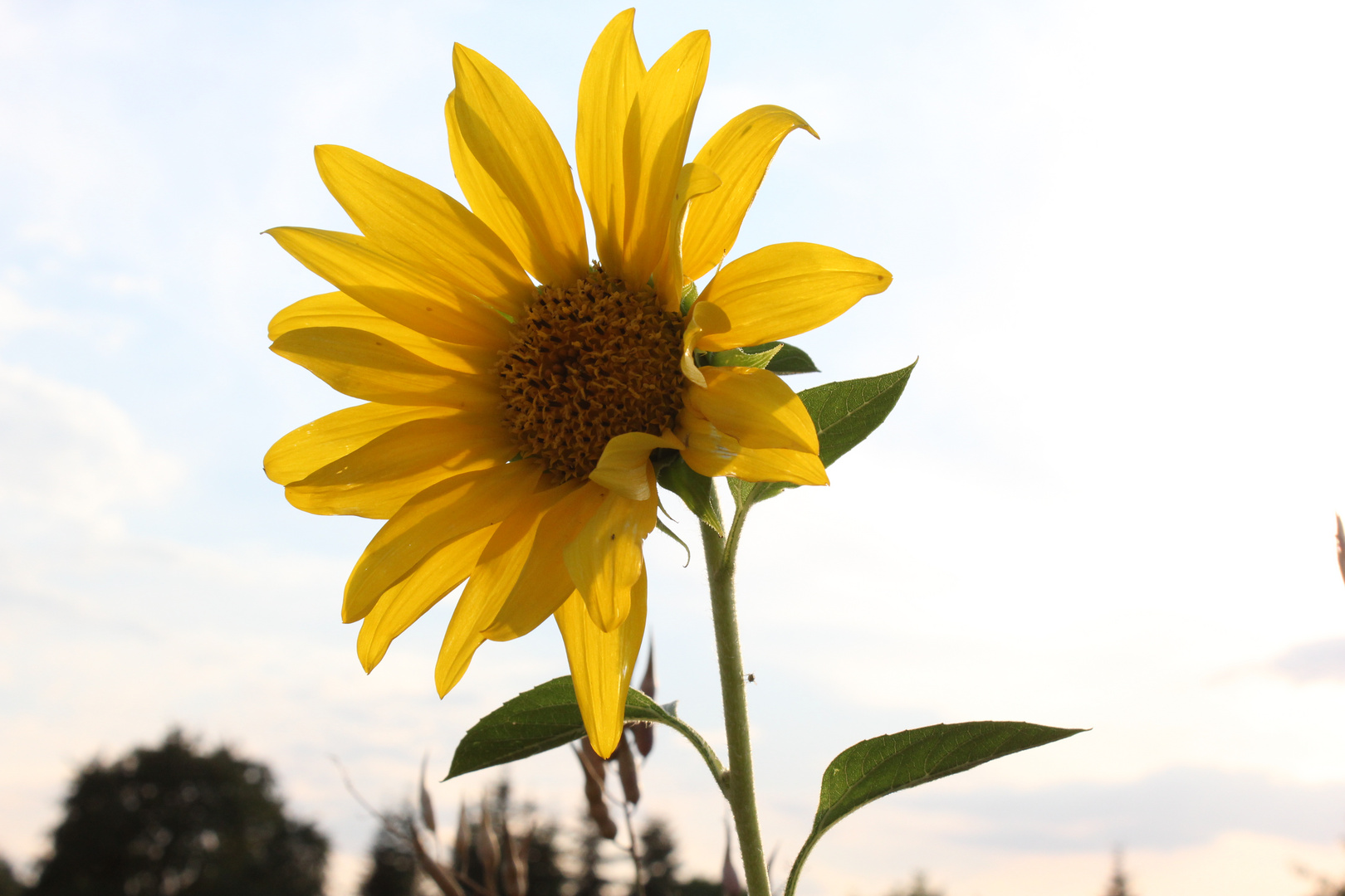 Sonnige Sonnenblume 