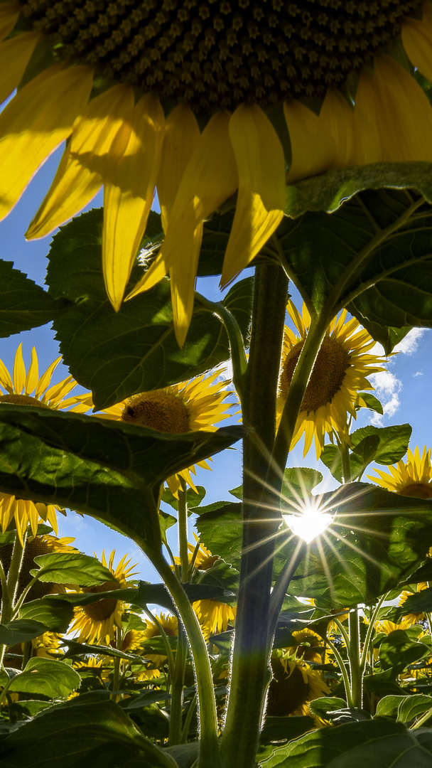 Sonnige Sonnenblumen