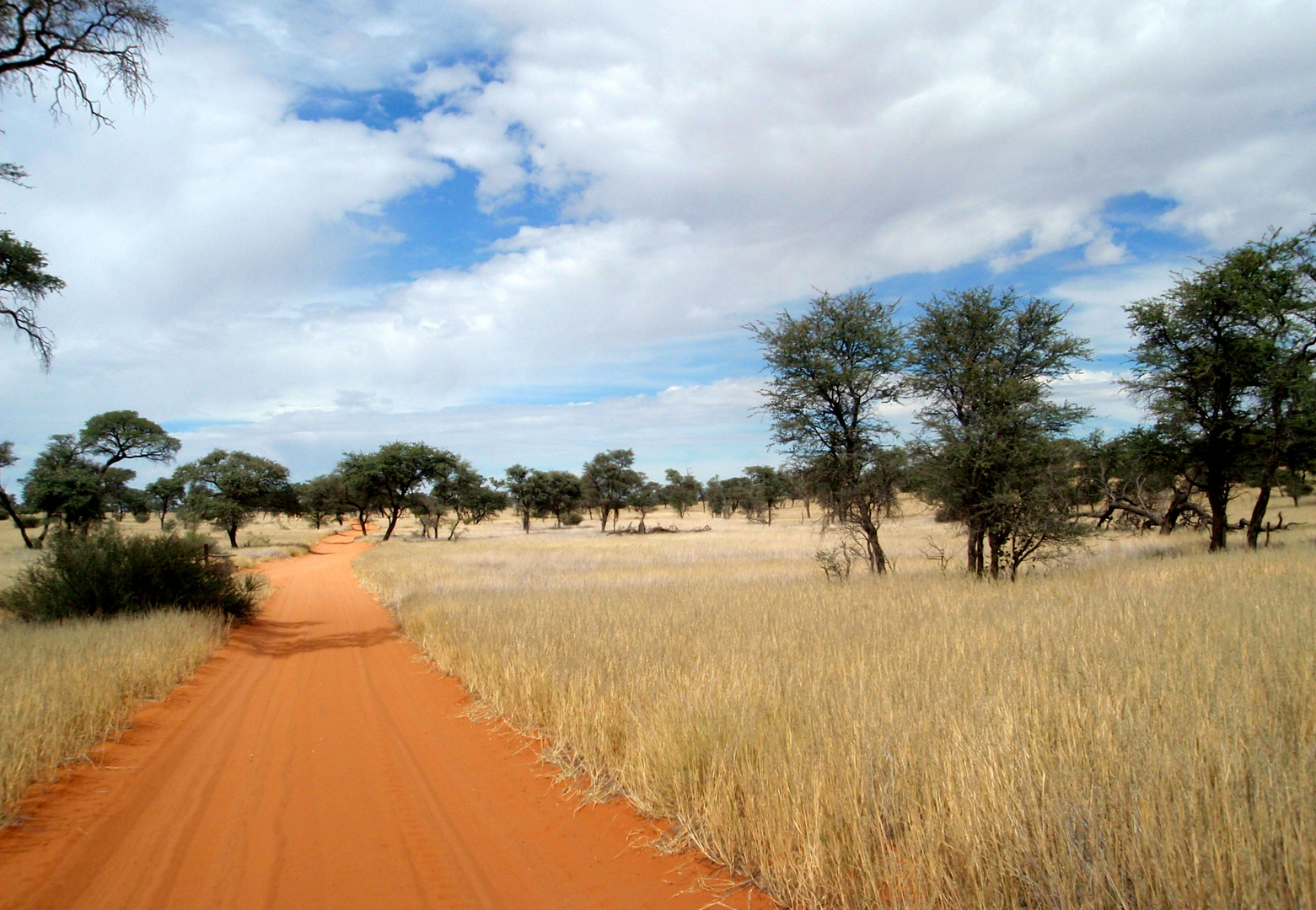 ... sonnige Stimmung in der Kalahari..!