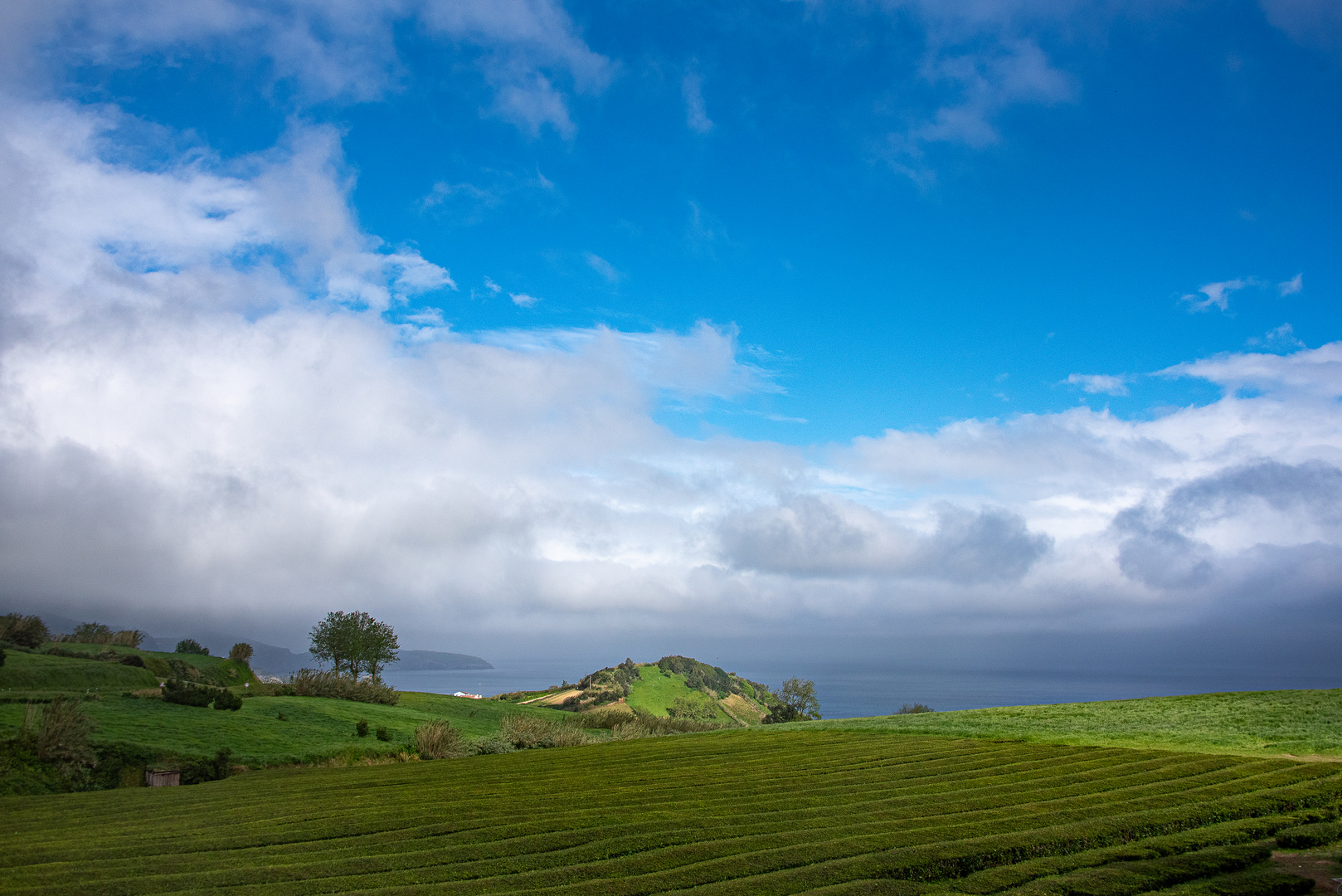 Sonnige Teeplantage auf Sao Miguel