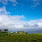 Sonnige Teeplantage auf Sao Miguel