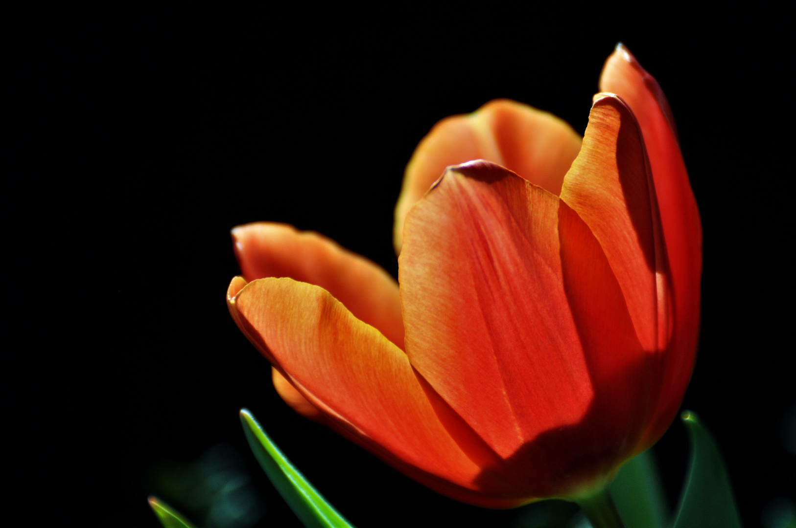 sonnige Tulpe