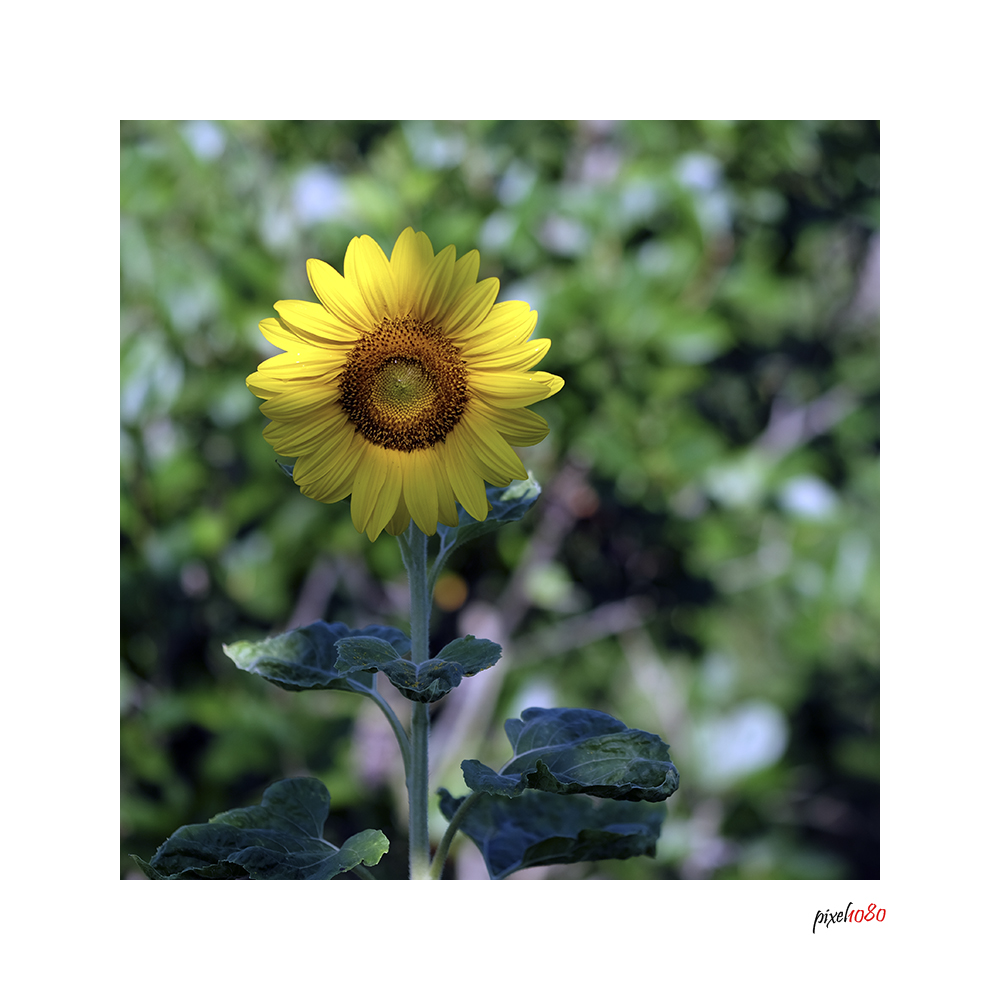 Sonnige Überraschung im Garten