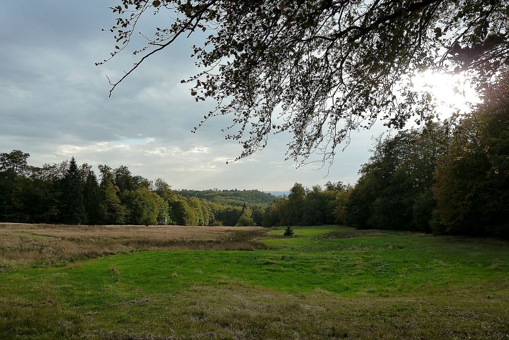 Sonnige Waldwiese Foto & Bild landschaft, Äcker, felder & wiesen