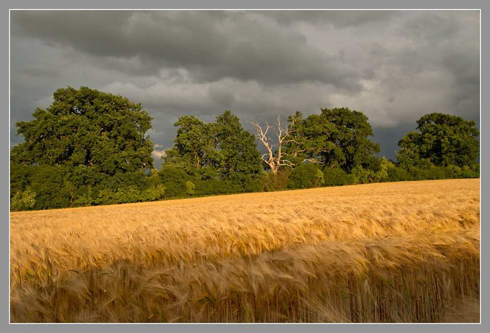 sonniger Abend