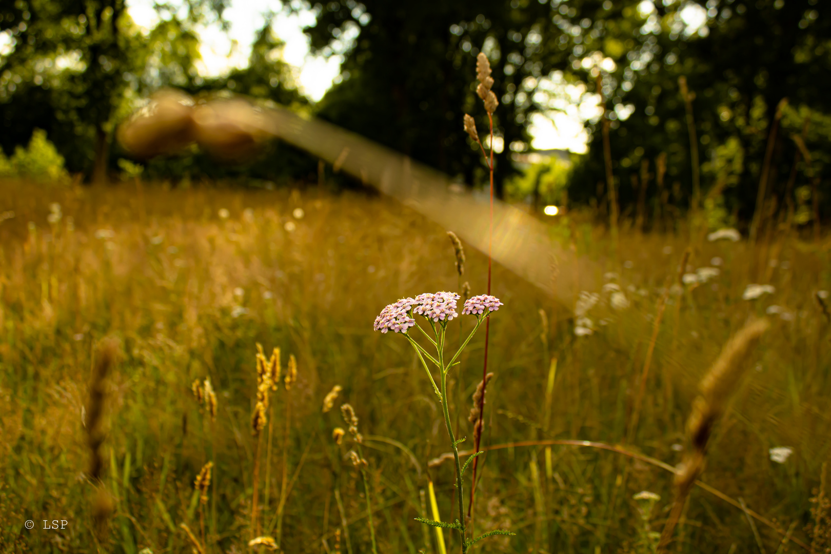 Sonniger Abend 