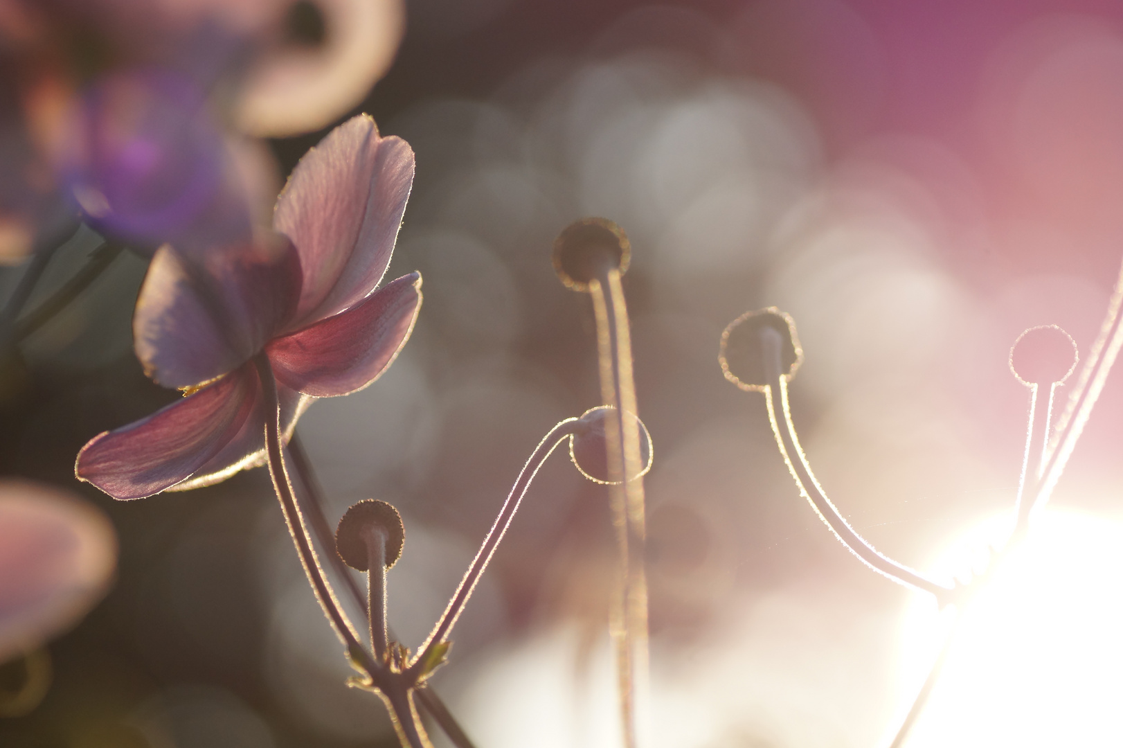 Sonniger Abend im Garten