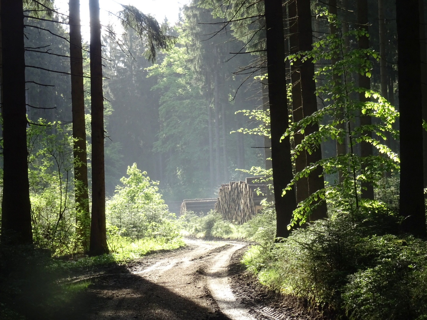 sonniger Durchblick