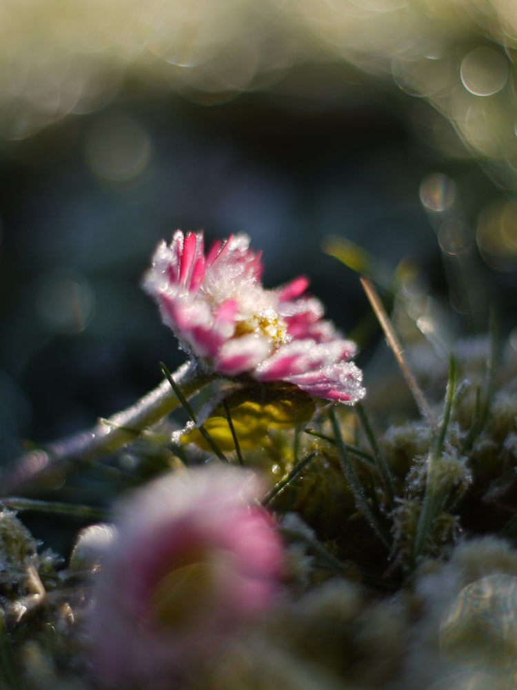 sonniger Februargänseblümchenmorgen