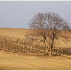 Sonniger Februartag --2