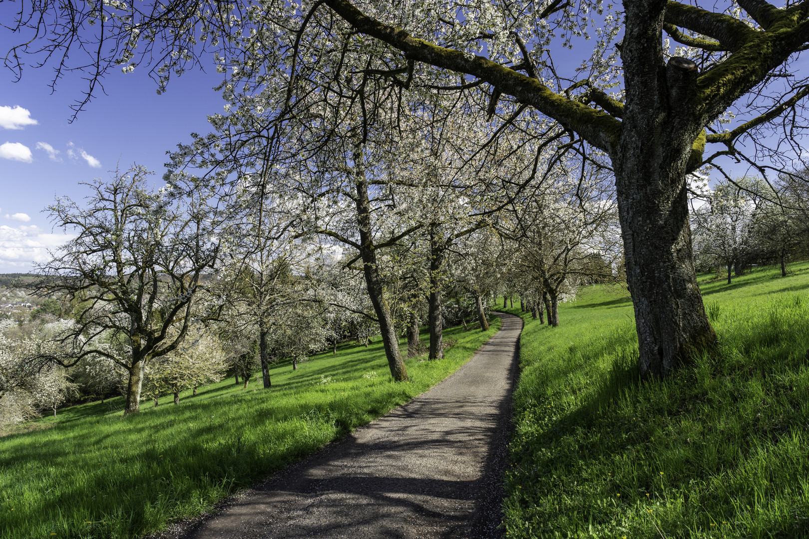 Sonniger Frühling