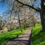 Sonniger Frühling