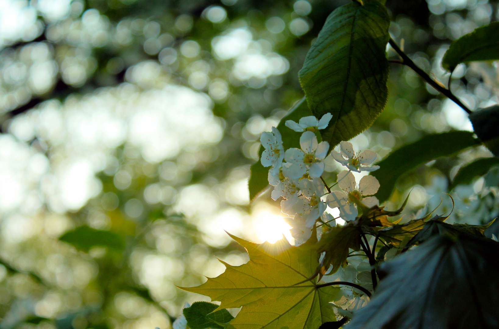 sonniger Frühlings Abend