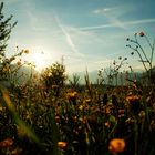 sonniger Frühlingsabend