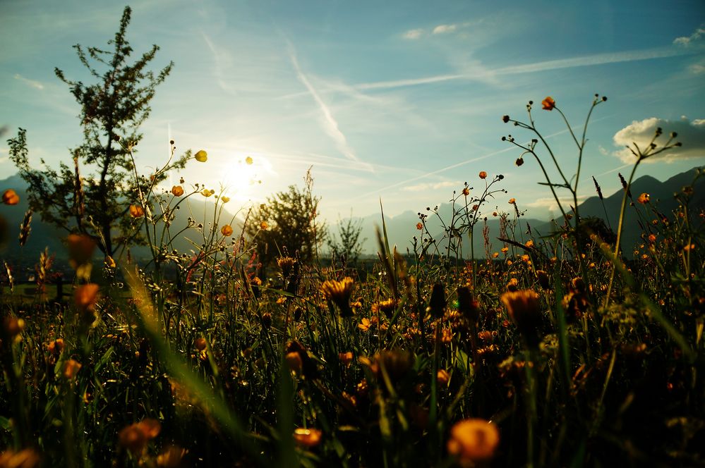 sonniger Frühlingsabend