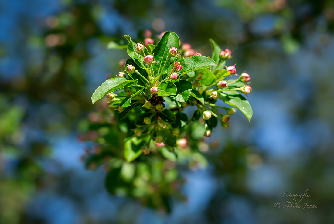 Sonniger Frühlingsgruß