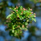 Sonniger Frühlingsgruß