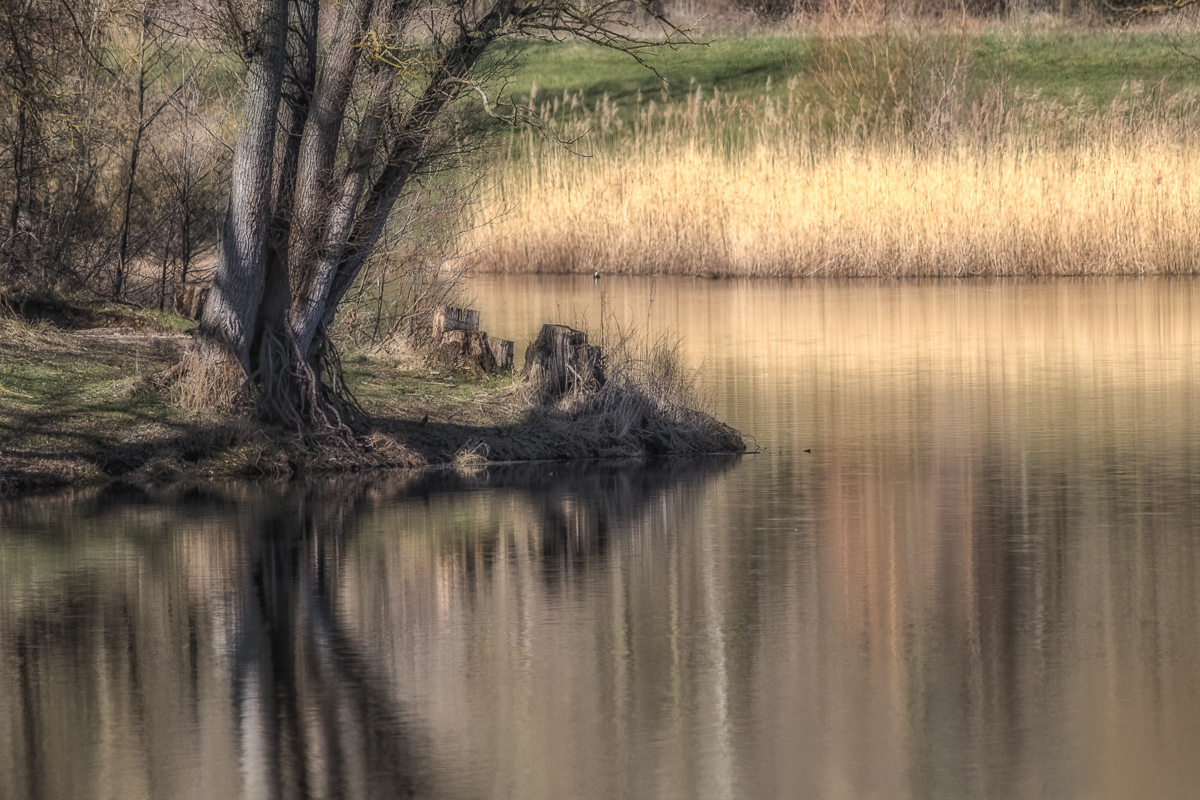 sonniger Frühlingstag am Teich