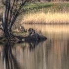 sonniger Frühlingstag am Teich